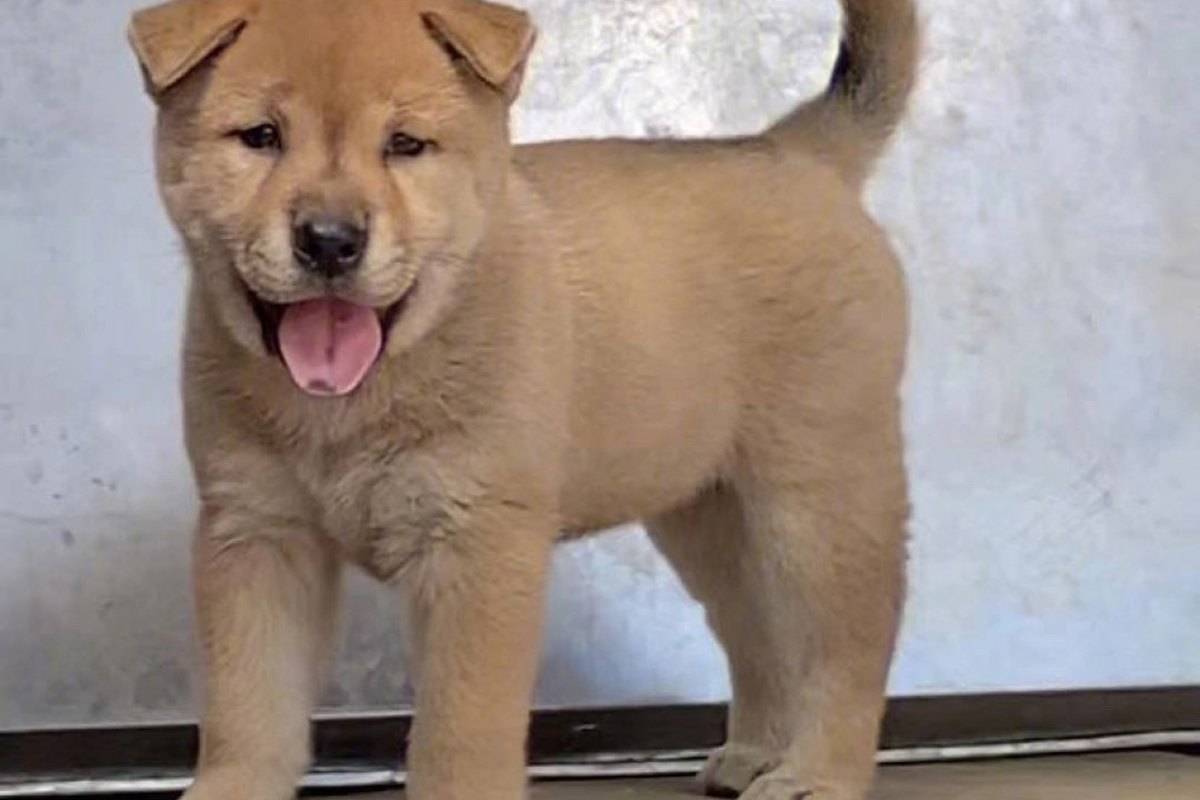 中华田园犬：守院子的老伙计